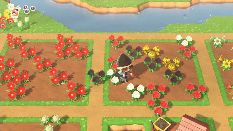 Animal Crossing New Horizons, golden roses: how to grow them? 