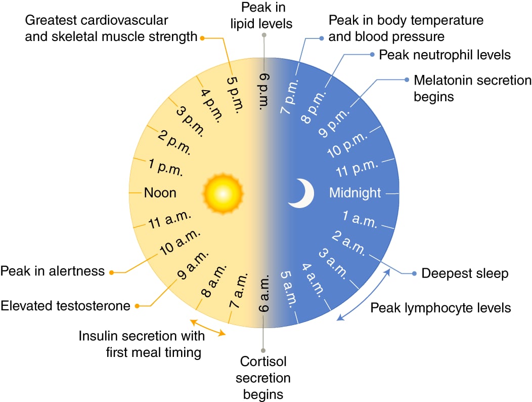 Circadian Rhythm.png